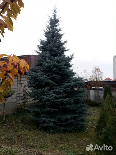 Ель голубая 5.5м