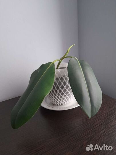 Цветы комнатные фикус алое хлорофитум