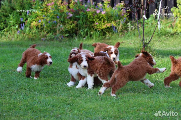 Королевские пудель от заводчика