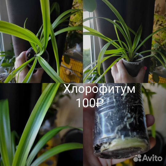 Цветы комнатные