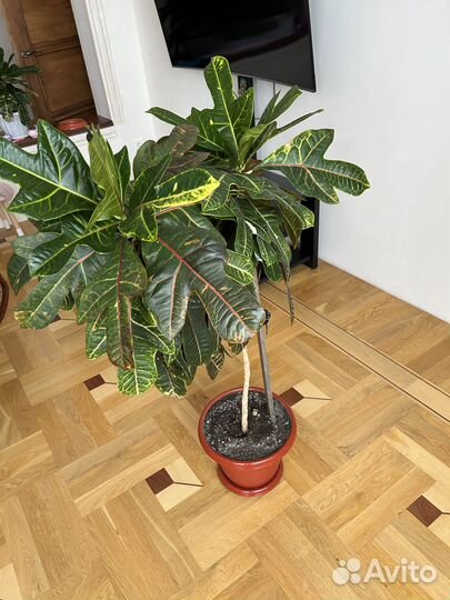 Продается Кротон