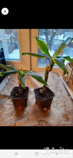 Композиция из хавортий. Каменная роза 30. Кактусы