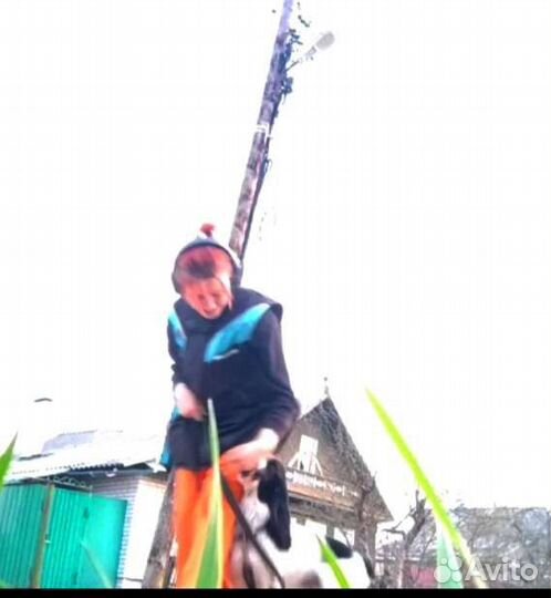 Услуги кинолога