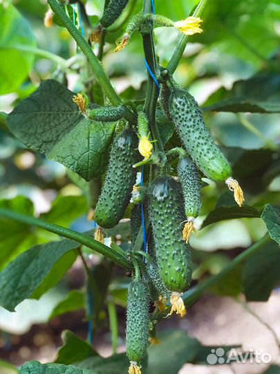 Семена Огурца 