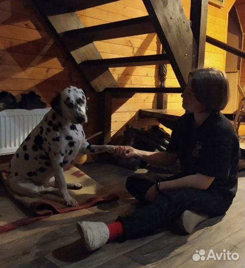 Передержка, выгул собак, зооняня