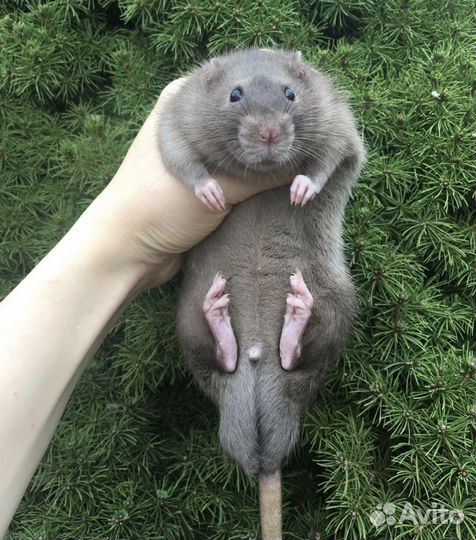 Крысята голубой бурмиз