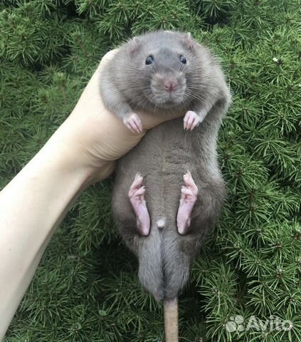 Крысята голубой бурмиз