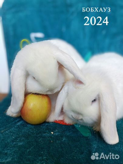 Элитные карликовые кролики