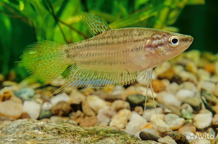 Гурами Ворчащий (Trichopsis Shaleri)