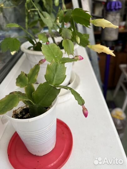 Декабрист розовый