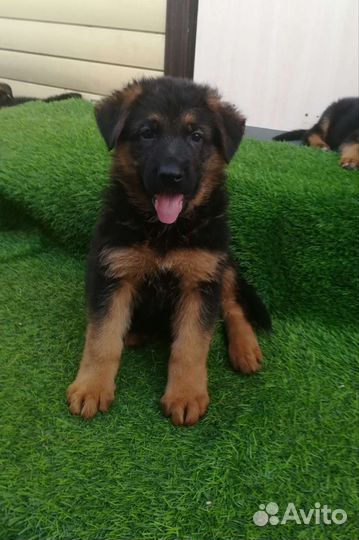 Немецкая овчарка