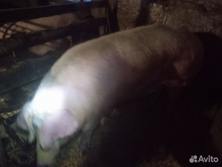 Свиноматки