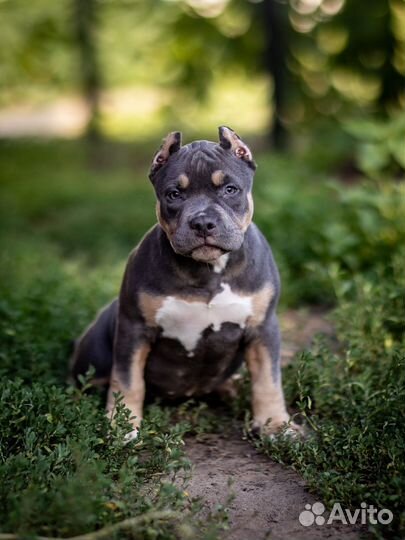 Американский булли покет