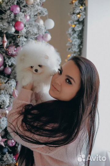 Щенки Померанского и Малого шпица