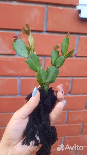 Декабрист шлюмбергера