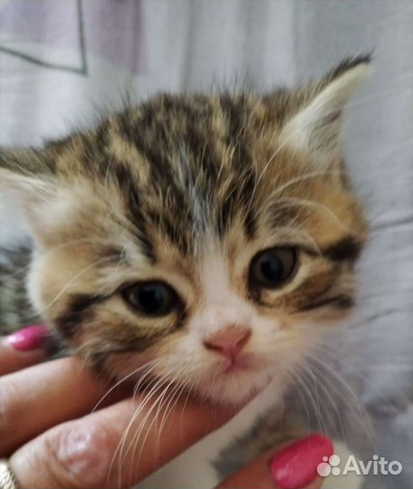 Котята британские в добрые руки