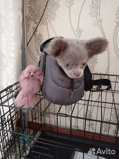 Сумка переноска для маленьких собак кошек