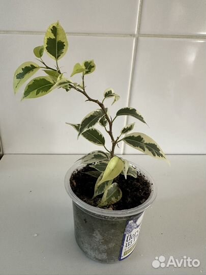 Фикус миниатюрный