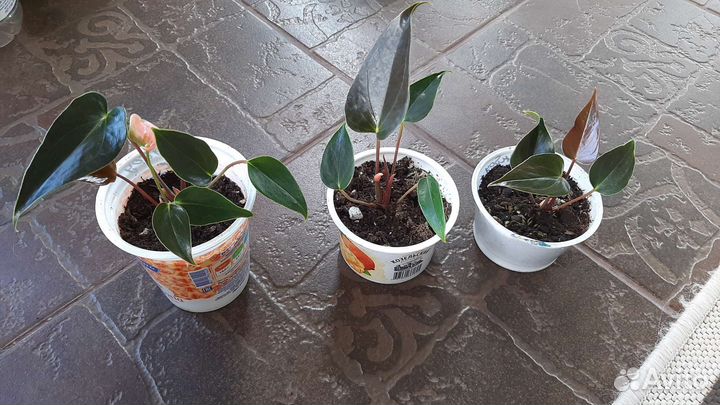 Антуриум рейнбоу чемпион