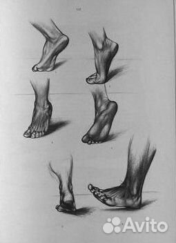 Анатомия для художников