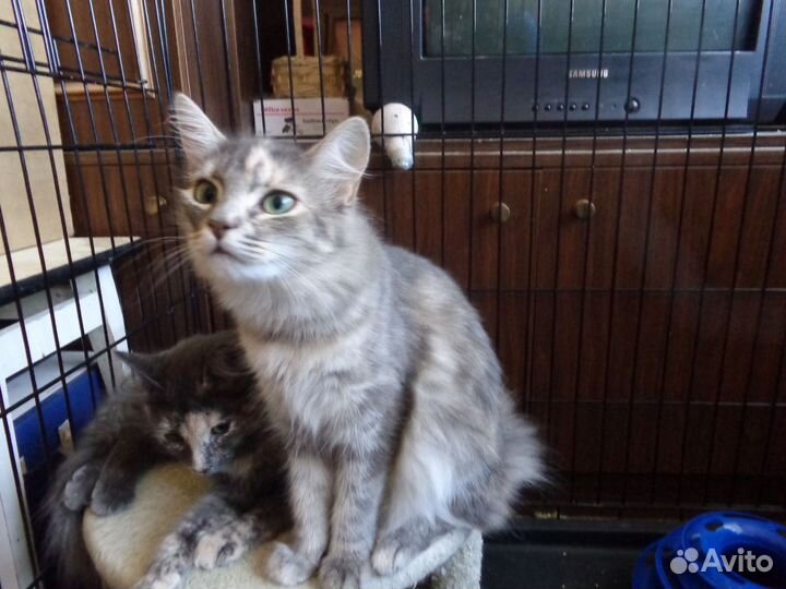 Кошка в добрые руки