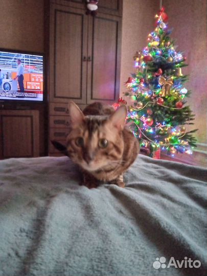 Бенгальский кот на вязку