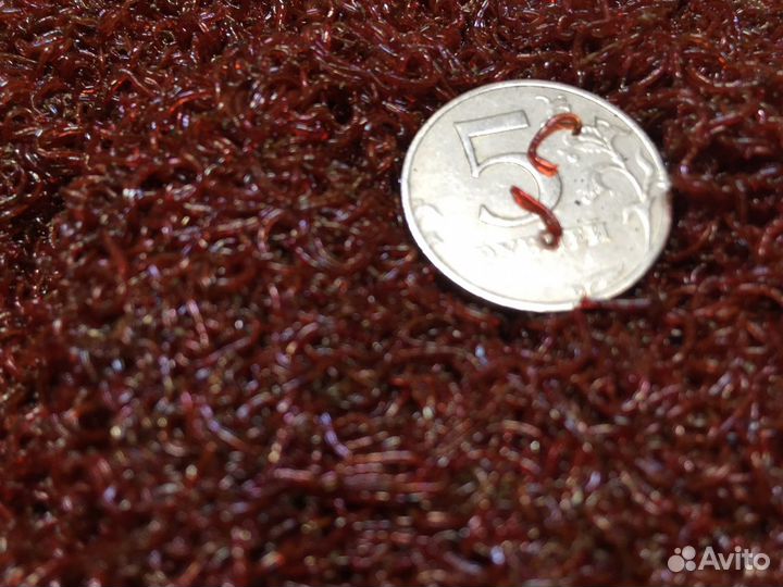 Все виды мотыля для аквариумных рыб