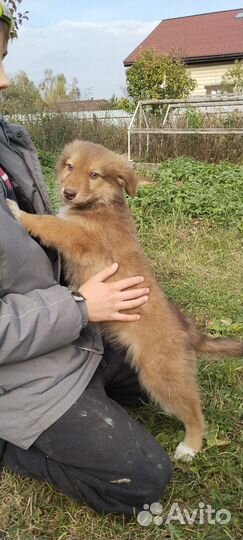 Щенки метисы