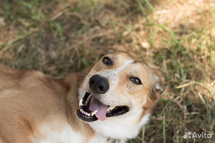 Собака с веснушками ищет дом