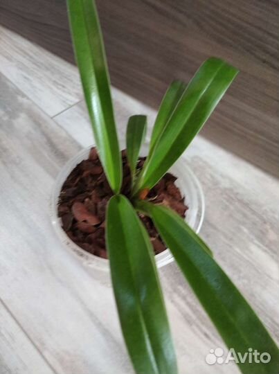 Орхидея пафиопедилум