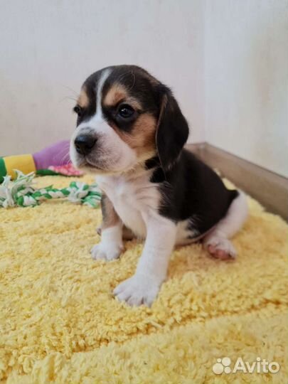 Бигль трехцветные мальчики