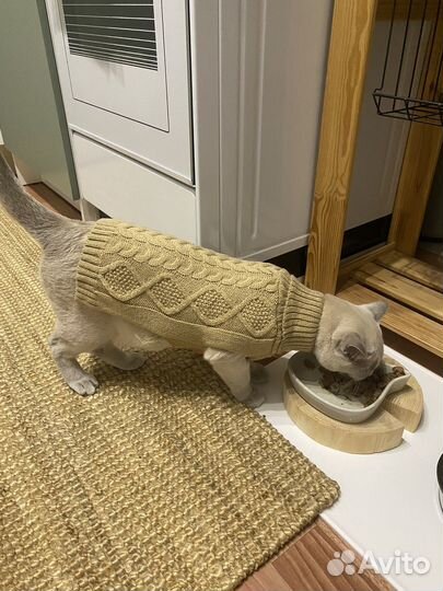 Свитер для кошек/собак Kuchenland