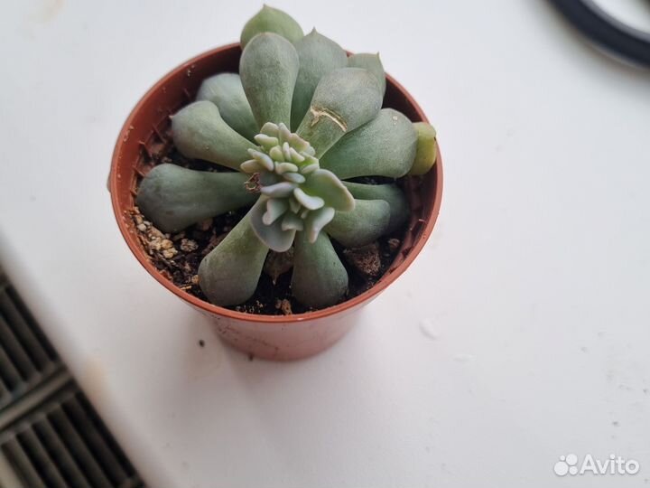 Эхеверия. Суккулент