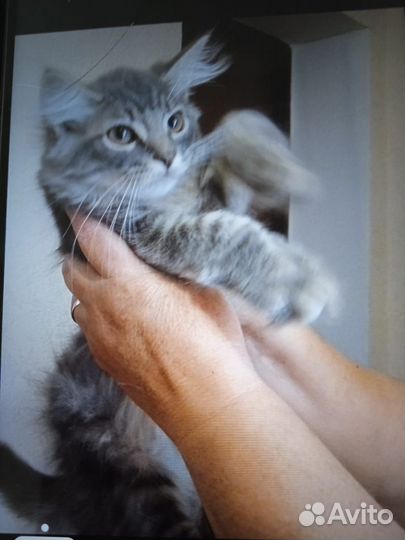 Брошенные котята ищут дом