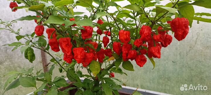 Перец каролина рипер