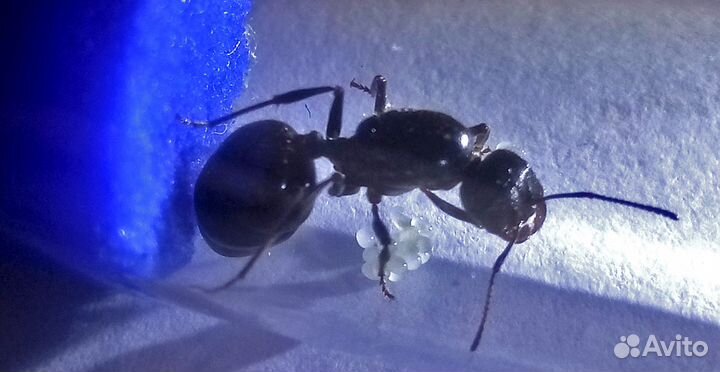 Муравьи жнецы Messor structor + муравьи 15-20 шт
