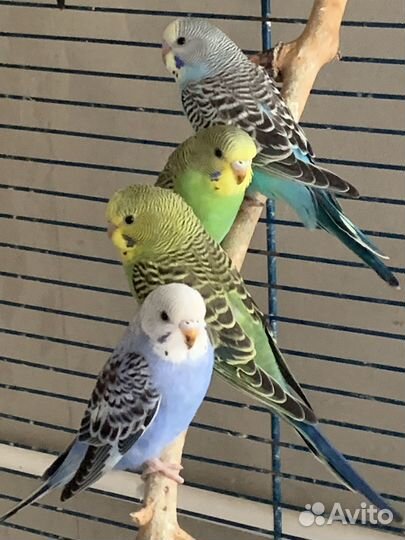 Птенцы волнистого попугая
