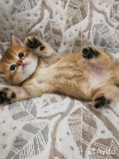 Клубные британские котята драгоценного золотого ок