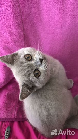 Шотландская девочка скотиш страйт