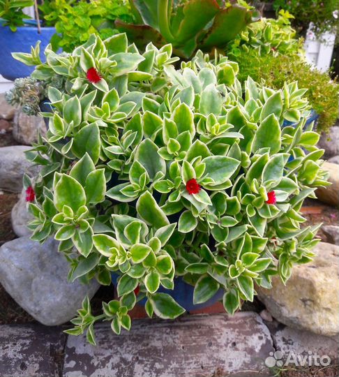 Аптения вариегата