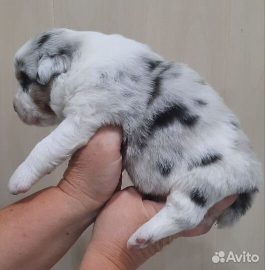 Щенки аусси