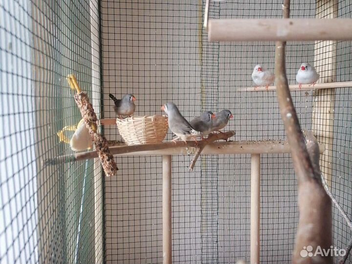 Зебровые амадины