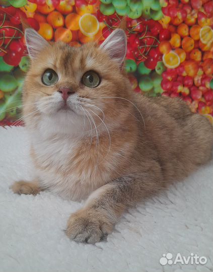 Шотландские