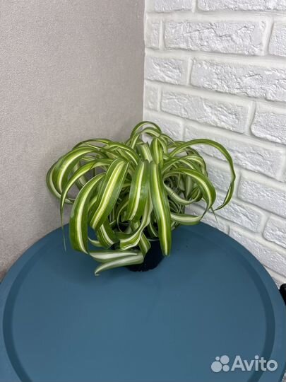 Хлорофитум хохлатый комнатеые цветы