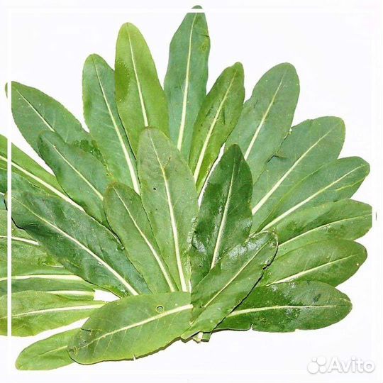 Семена усьмы