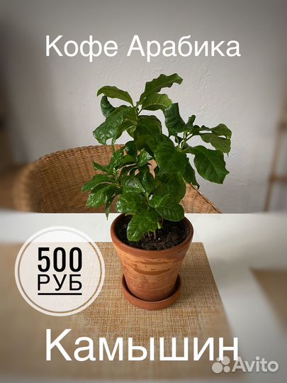 Кофе арабика