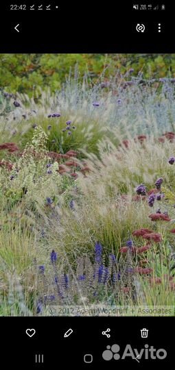 Декоративные злаки