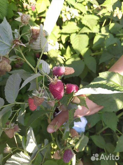 Малина саженцы