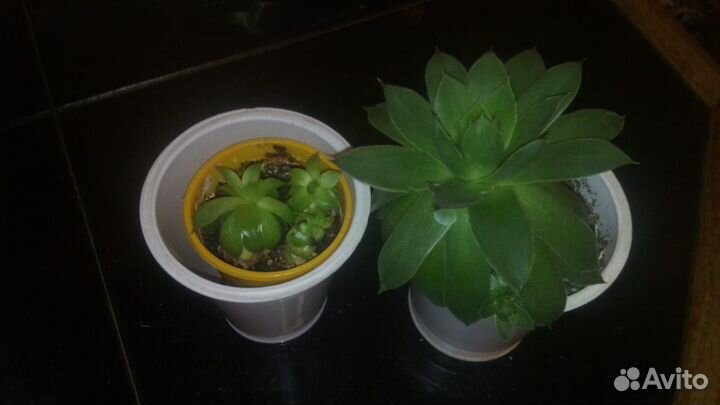 Хлорофитум. Лилия амазонская, эухарис. Пеперомия