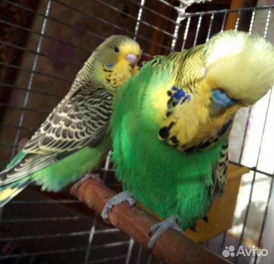 Выставочные волнистые (чехи) птенцы